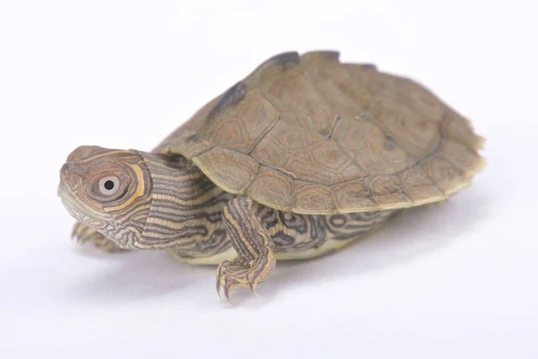 Mississippi Map Turtle Graptemys Pseudogeographica Kohni — Stock Photo, Image
