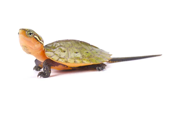 Großkopfschildkröte Platysternon Megacephalum — Stockfoto