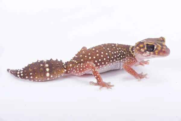 Gecko Queue Épaisse Est Underwoodisaurus Husbandi — Photo
