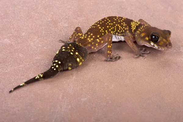 Zachodniej Gruby Tailed Gecko Underwoodisaurus Okazały — Zdjęcie stockowe