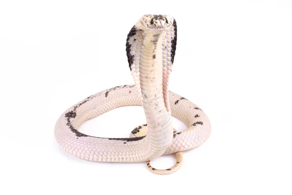 Cobra Sputata Indocinese Naja Siamensis — Foto Stock