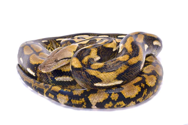 Reticulated Python Usiatkowany Malayopython — Zdjęcie stockowe