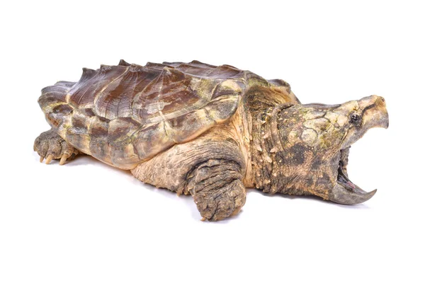 Tartaruga Coccodrillo Macrochelys Temminckii — Foto Stock