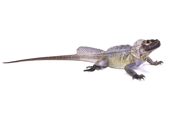 Lagarto Das Filipinas Hydrosaurus Pustulatus — Fotografia de Stock