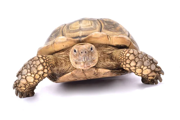 Testuggine Africana Speronato Centrochelys Sulcata — Foto Stock