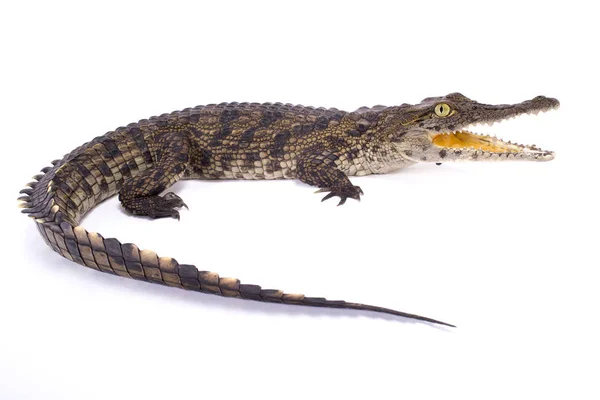 Nílusi Krokodil Crocodylus Niloticus — Stock Fotó