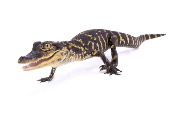 Amerikaanse Alligator Alligator Mississippiensis — Stockfoto