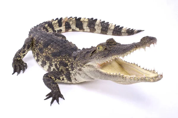 Siyam timsahı, Crocodylus siamensis