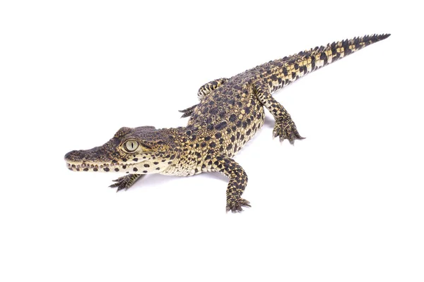 Kubanska Krokodilen Crocodylus Rhombifer — Stockfoto