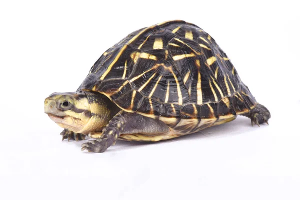 Florida Box Turtle Terrapene Carolina Bauri — Stock Photo, Image