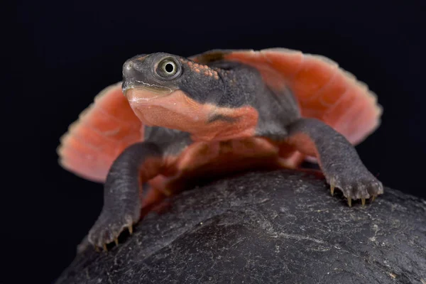 Pink Bellied Turtle Elseya Schultzei — Stock Photo, Image
