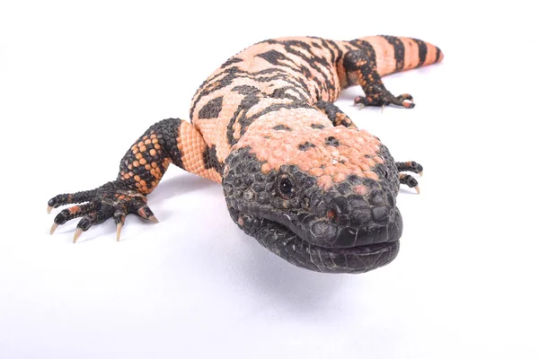 Banded Gila Monster Heloderma Suspectum Cinctum — Stock Photo, Image