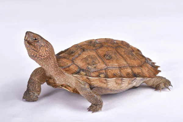 Tartaruga Gigante Dello Stagno Asiatico Heosemys Grandis — Foto Stock