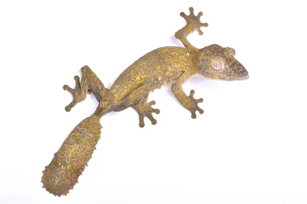 Gecko Cauda Folha Uroplatus Henkeli — Fotografia de Stock