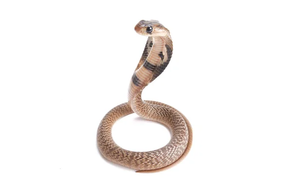 Cobra Reale Ophiophagus Hannah — Foto Stock