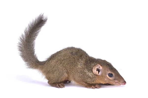 Northern Treeshrew Tupaia Belangeri — Stock Photo, Image