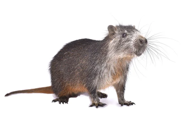 Cubaanse Hutia Capybara Pilorides — Stockfoto