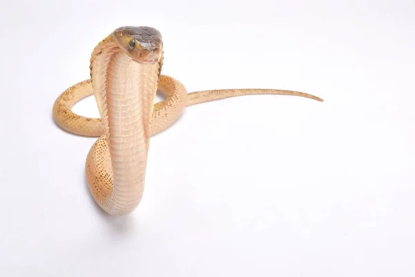 Kobra Królewska Ophiophagus Hannah — Zdjęcie stockowe