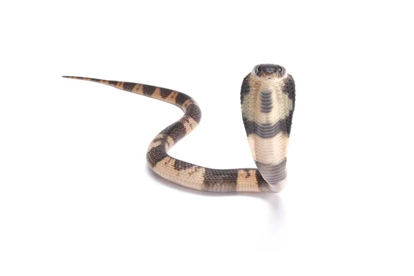 Rei Cobra Ophiophagus Hannah — Fotografia de Stock
