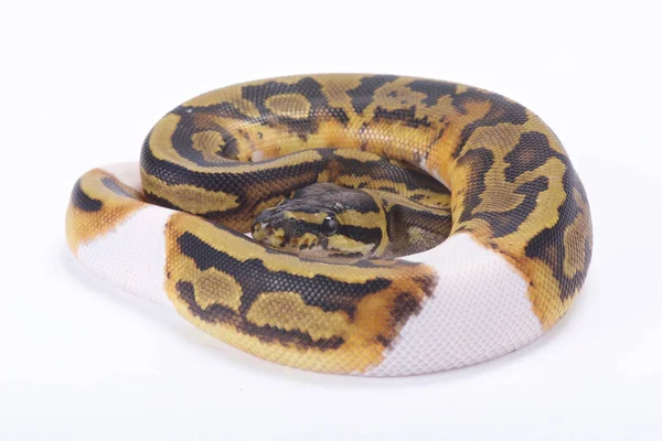 Python Bola Python Regius Piebald — Fotografia de Stock