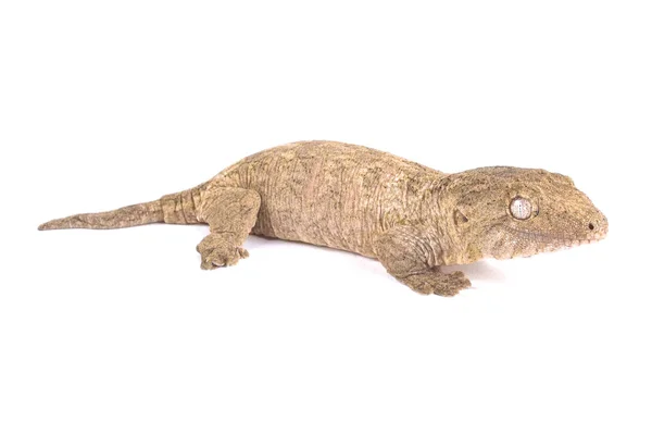 New Caledonian giant gecko, Rhacodactylus leachianus — Stock Image New Caledonian Giant Gecko Rhacodactylus Leachianus Royalty Free Stock Photos