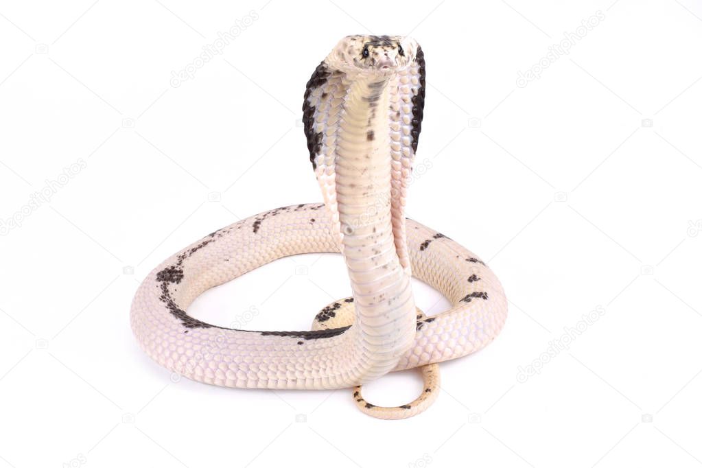 Indochinese spitting cobra ,Naja siamensis