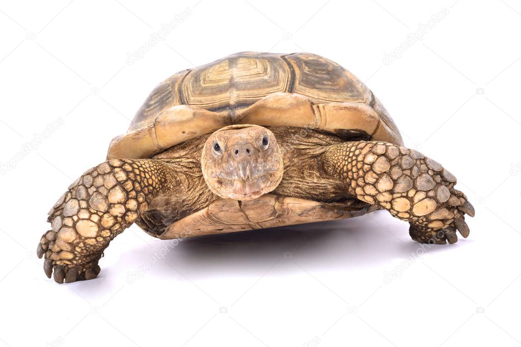 African spurred tortoise,Centrochelys sulcata