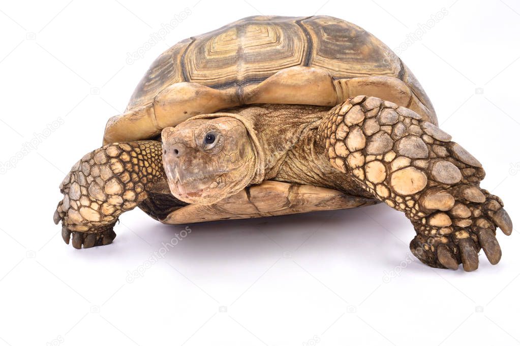 African spurred tortoise,Centrochelys sulcata