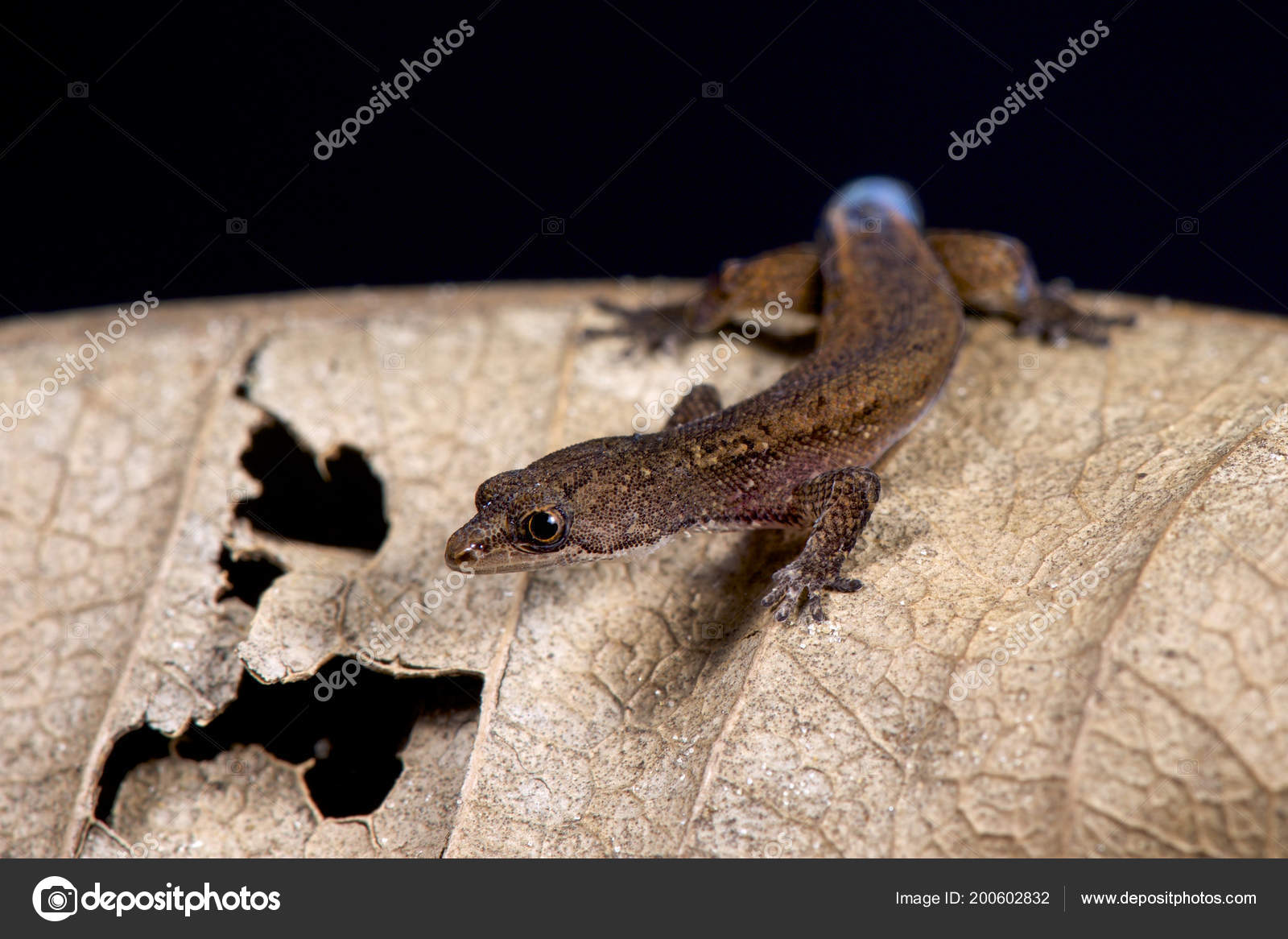 brazilian pygmy gecko pet