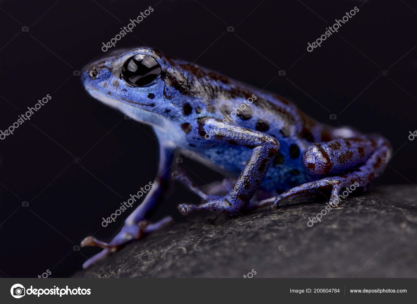 Blue Strawberry Dart Frog Oophaga Pumilio Rio Colubre Stock Photo By C Reptiles4all