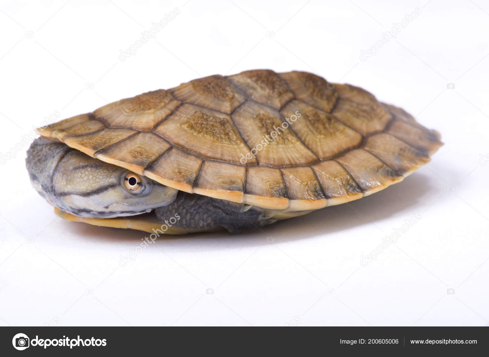 Stockfotos Side Necked Turtle Bilder Stockfotografie Side Necked Turtle Lizenzfreie Fotos Depositphotos