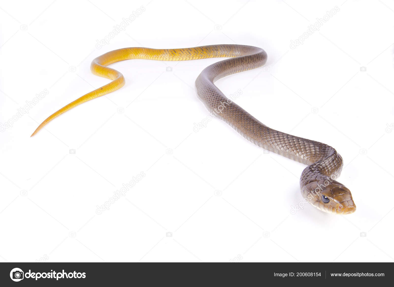 Kelinga qaradi Video qongiroq bilan jinsiy aloqa