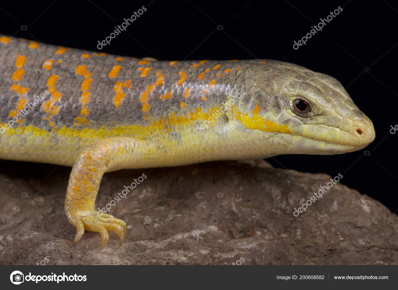 Scinque Berbère Eumeces Schneideri — Photo de stock par