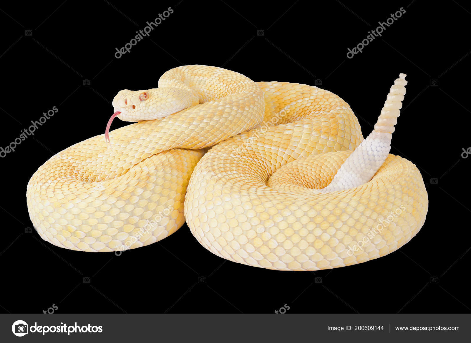 Albino Western Diamond Rattlesnake Crotalus Atrox Royalty Free Photo Stock Image By C Reptiles4all 200609144