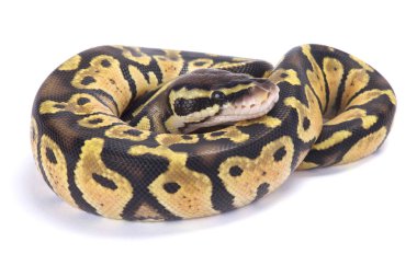 Top python, Python regius, 