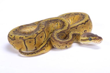 Top python, Python regius, 