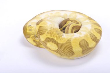 Top python, Python regius, 