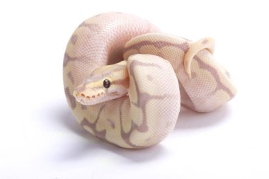 Ball python,Python regius,  clipart