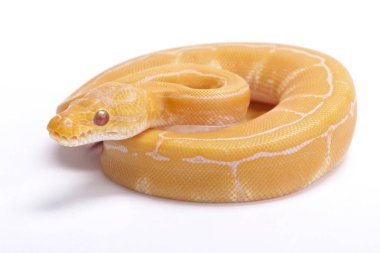 Top python, Python regius, albino ince çizgili kumaş