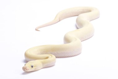 Birmanya python, Python bivittatus, 