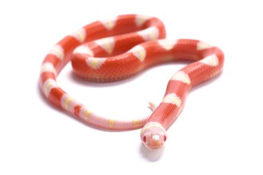 Nelson'ın milksnake, Lampropeltis triangulum nelsoni, albino