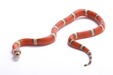 Honduras süt yılan, Lampropeltis triangulum hondurensis, hypomelanistic