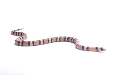 Honduras süt yılan, Lampropeltis triangulum hondurensis, anerythristic