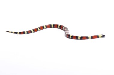Sinaloan süt yılan, Lampropeltis triangulum sinaloae, Meksika