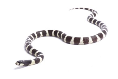California Kingsnake, Lampropeltis getula californiae, Amerika Birleşik Devletleri