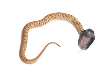 Mısır Kobrası, Naja haje, Bebek