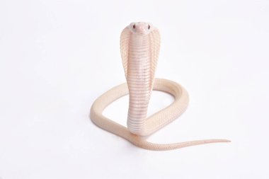 Albino kobra, Naja kaouthia