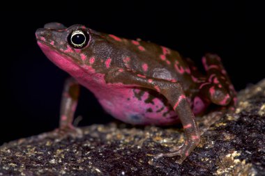 Harlequin kurbağa, Atelopus spumarius barbotini mor