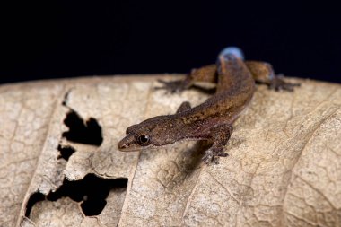 Brezilya cüce gecko, Chatogekko amazonicus 