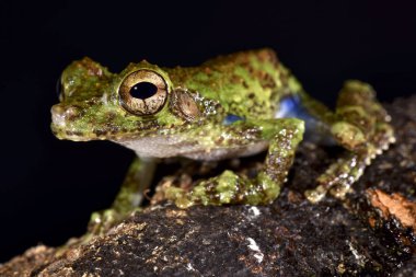 Orman Bromeliad Treefrog, Osteocephalus cabrerai